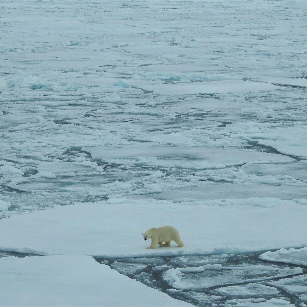 Polar Bear spotting with Quark