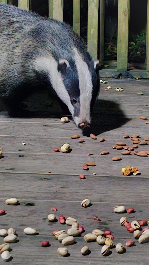 Badger Eating Nuts 2