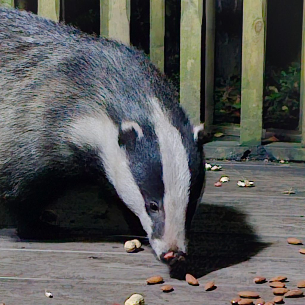 Badger Eating Nuts 2