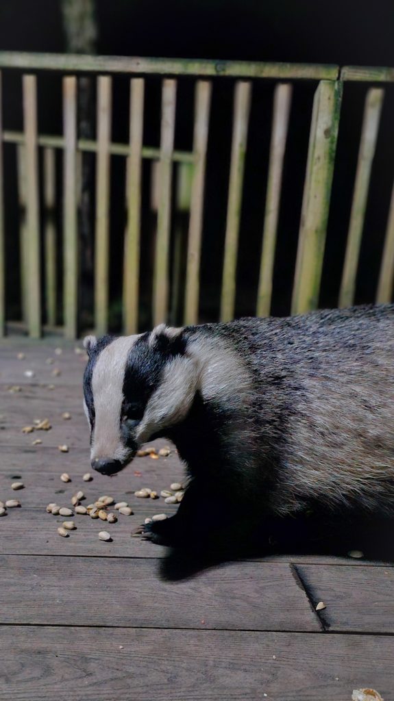 Badger Eating Nuts 3