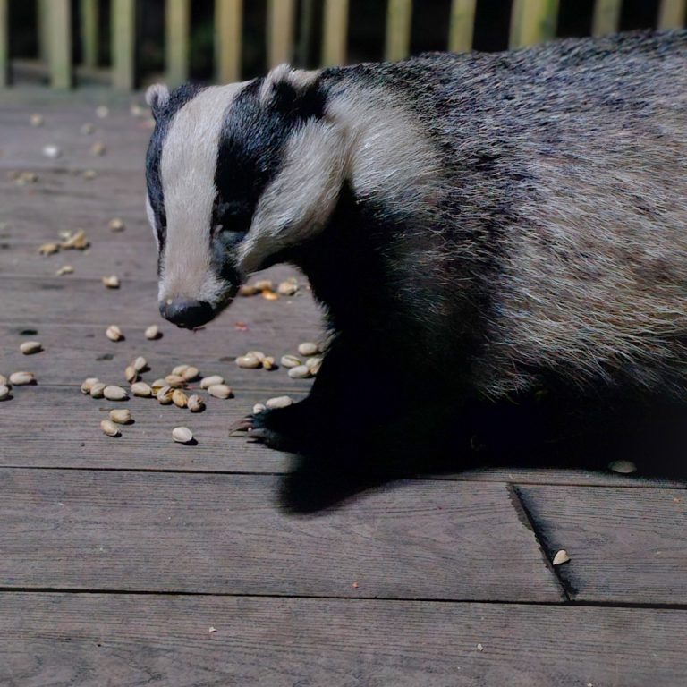 An Unforgettable Encounter with Badgers in the Forests near York