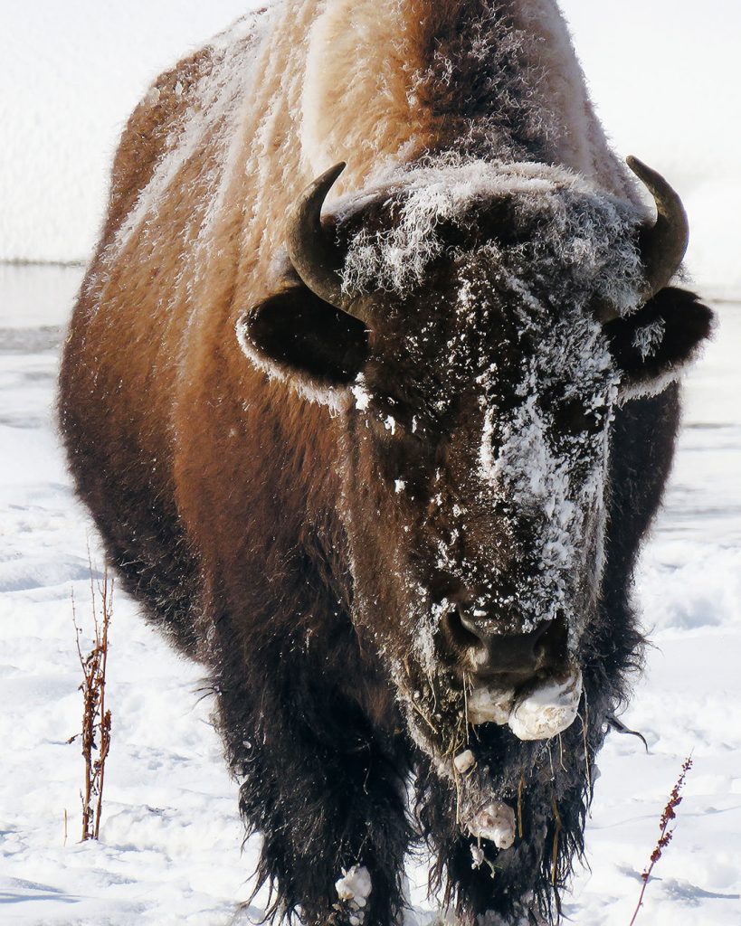 Bison Of Yellowstone National Park 3