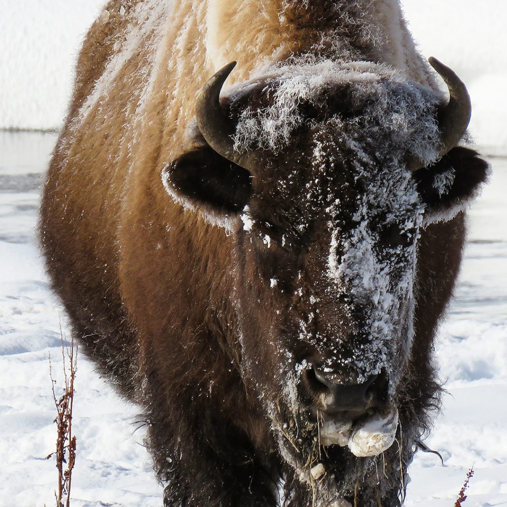 Bison Of Yellowstone National Park 4