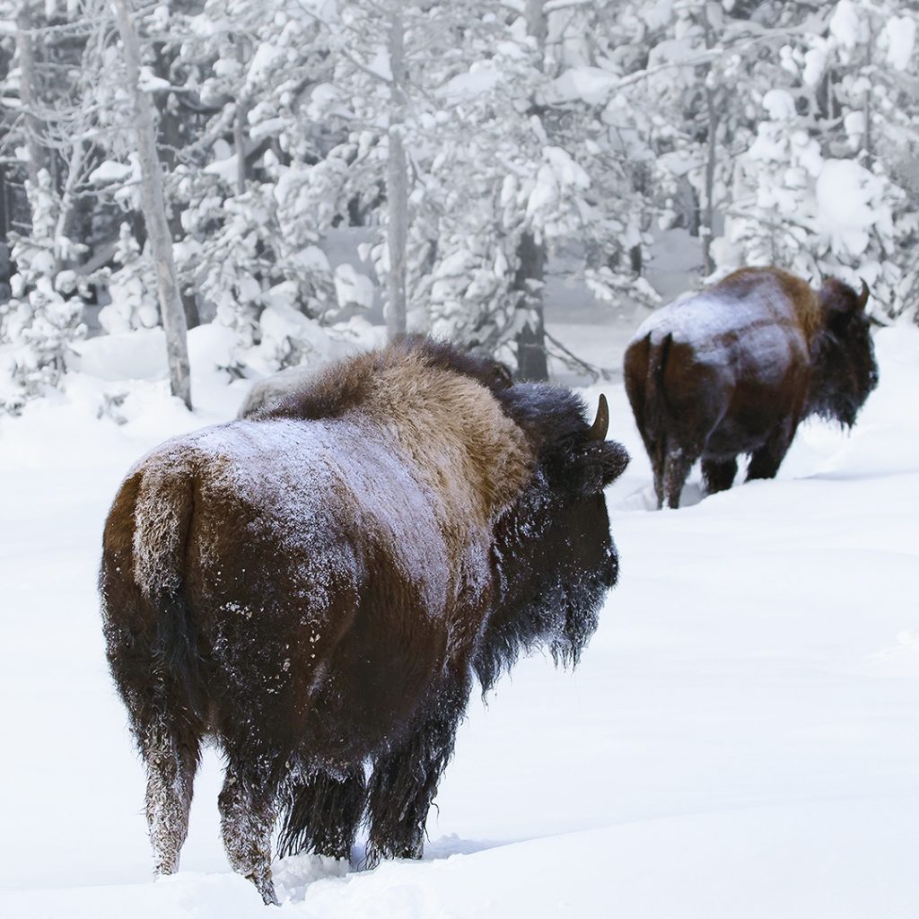 Bison Of Yellowstone National Park