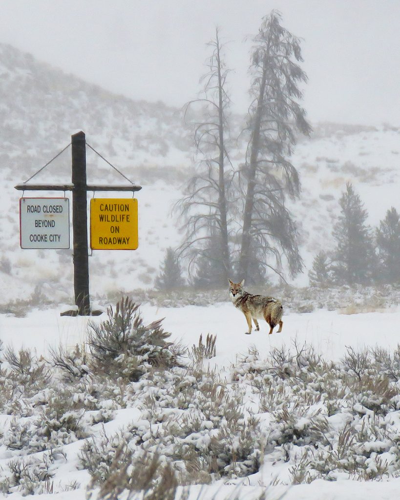 Yellowstone National Park in Winter