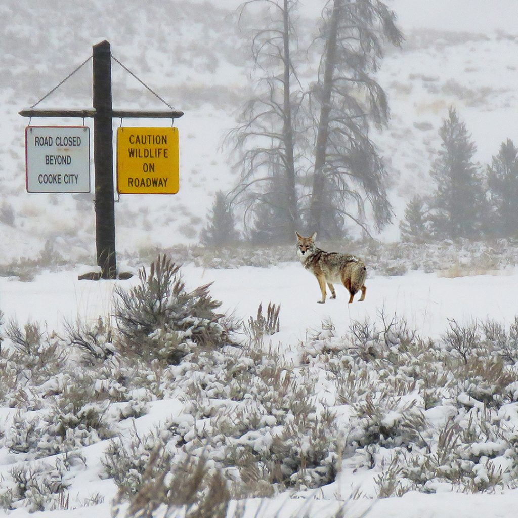 Yellowstone National Park in Winter