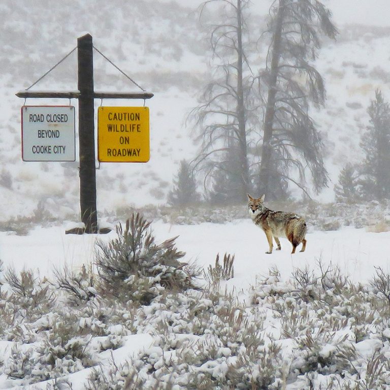 Yellowstone National Park in Winter