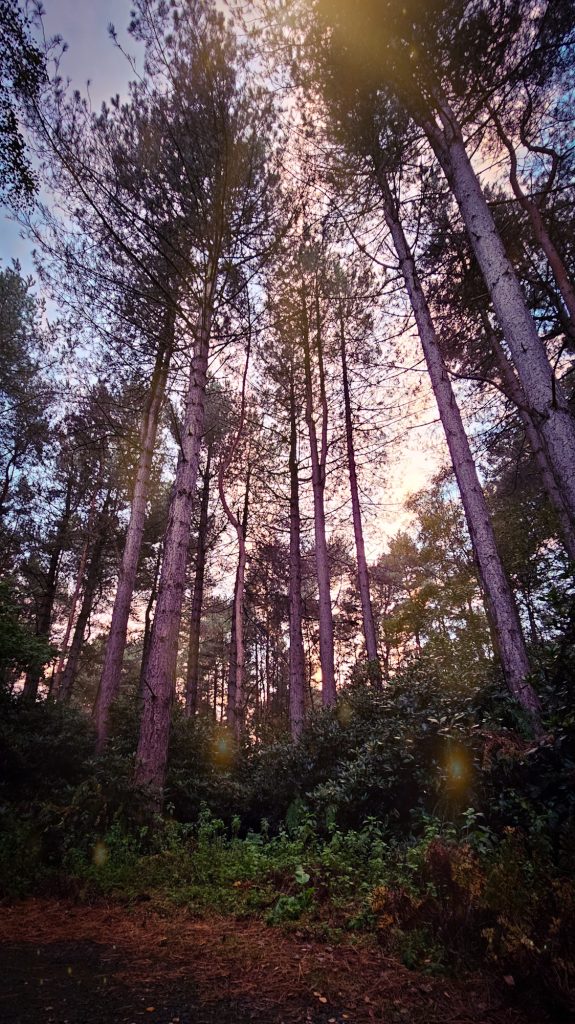 An Unforgettable Encounter with Badgers in the Forests near York