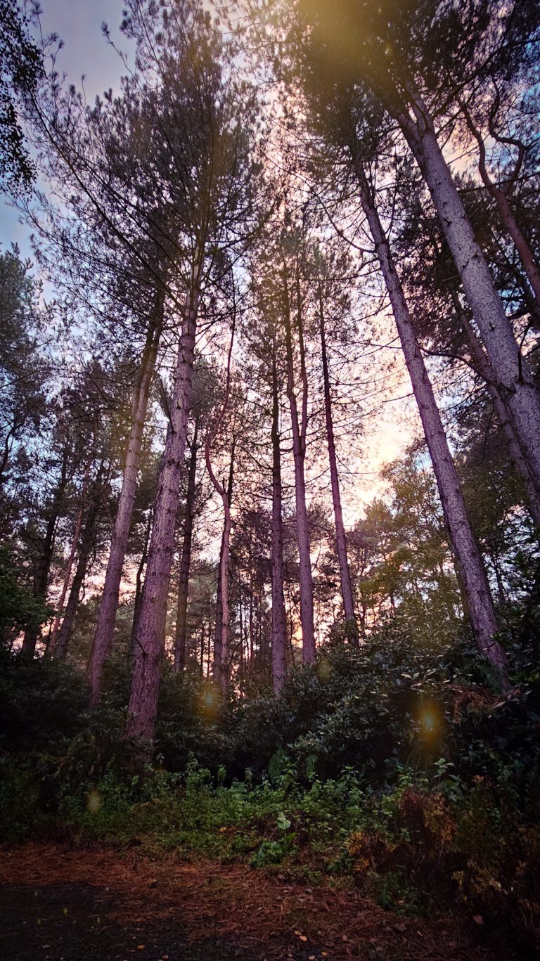 An Unforgettable Encounter with Badgers in the Forests near York