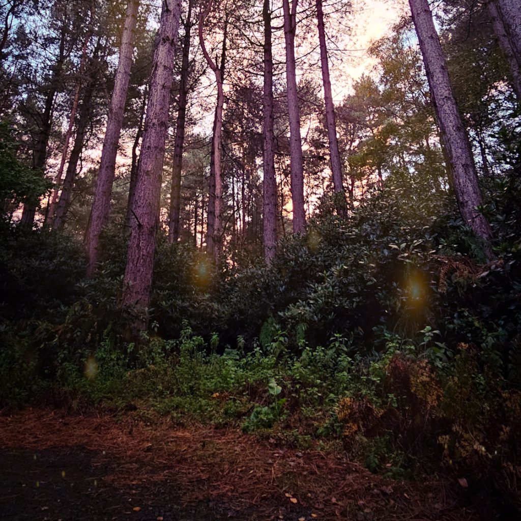 Griffon Forest