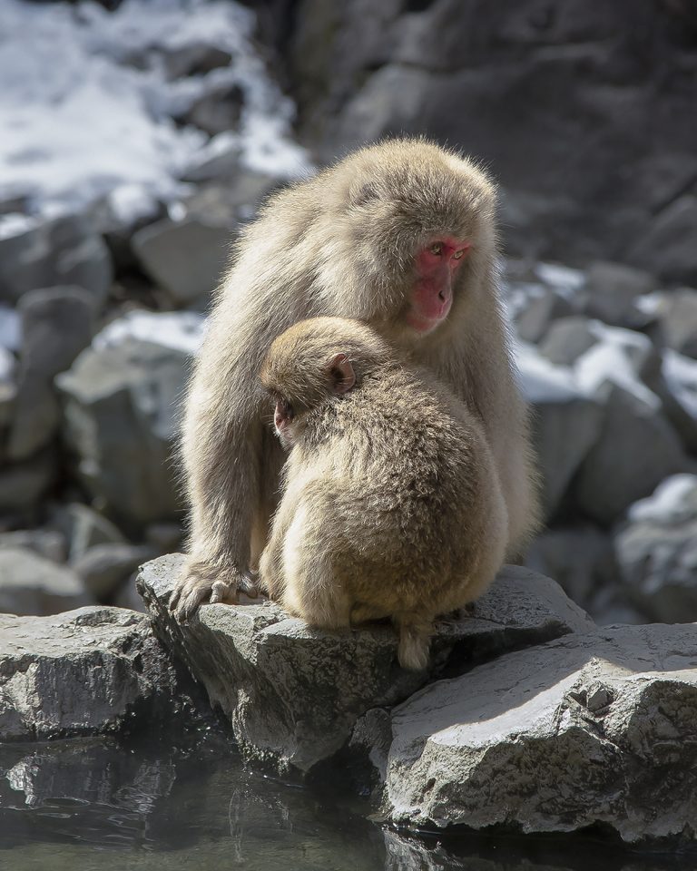 Snow Monkeys Of Japan