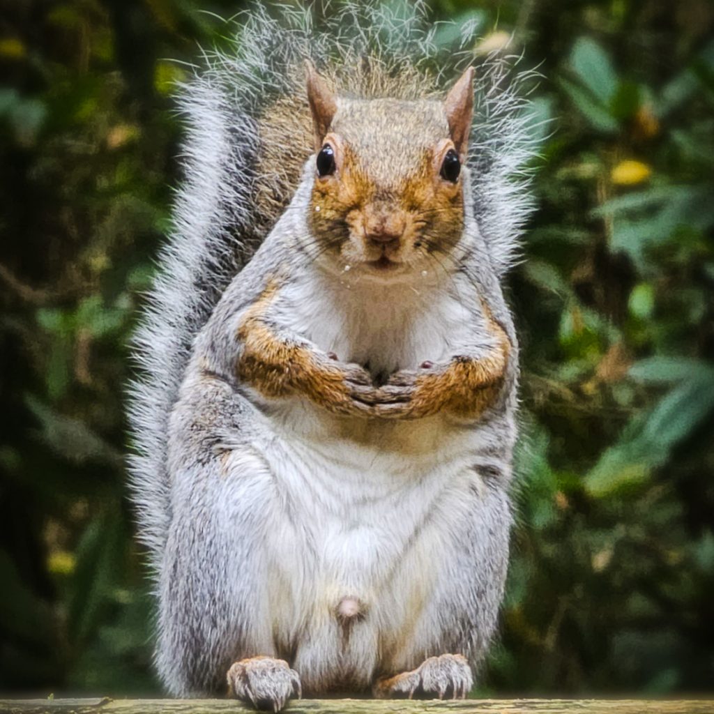 Squirrel