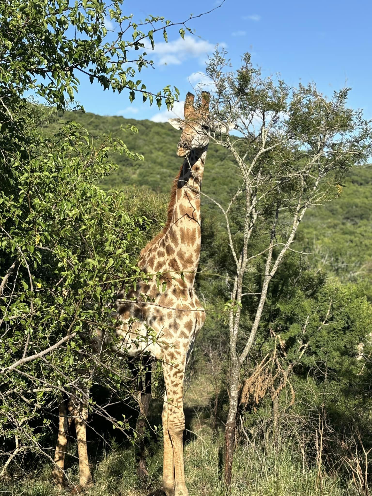 My Unforgettable Stay at Sungulwane: A South African Adventure
