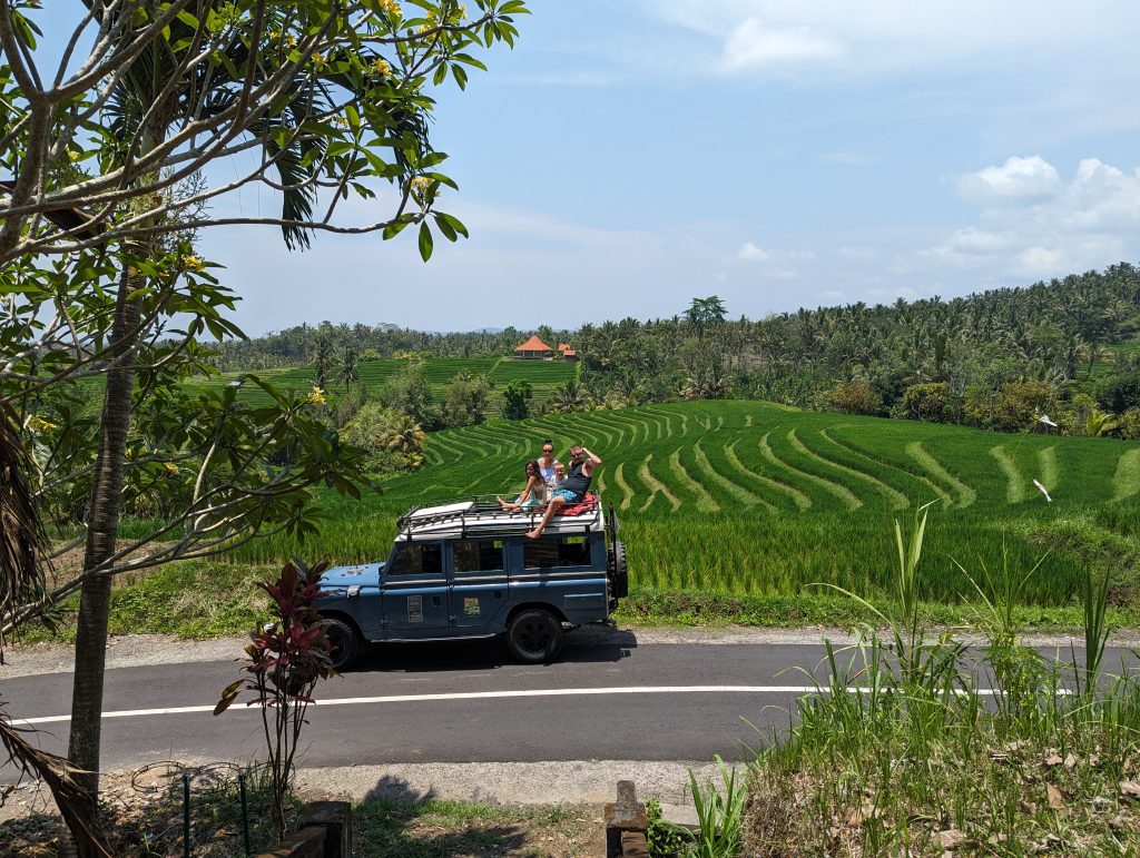Rice Field