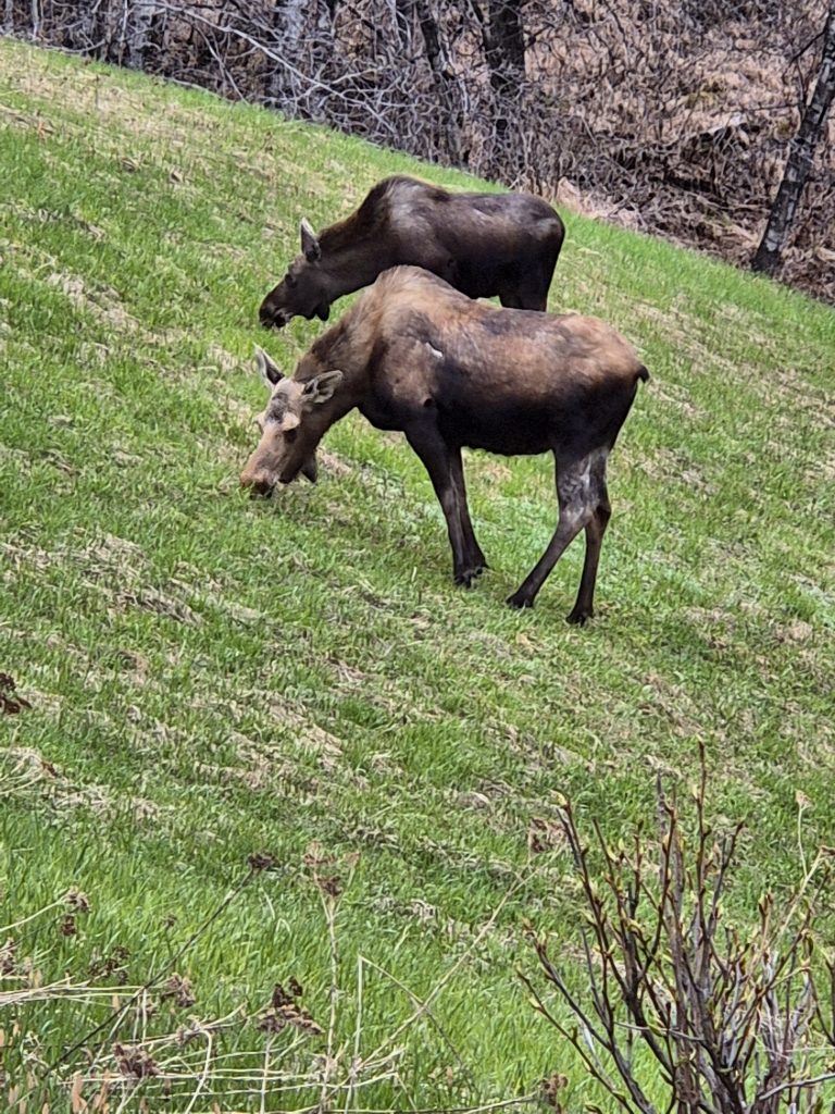 Roaming Moose