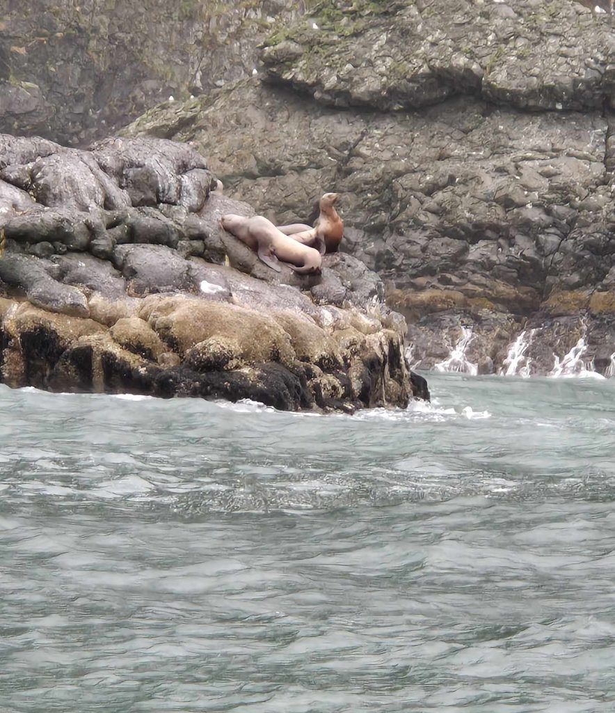 Sea Lions, Kenai Fjords