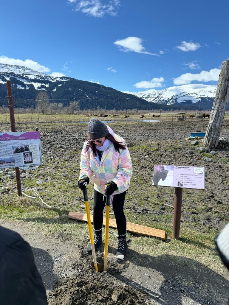 Volunteering At Alaska Wildlife Centre