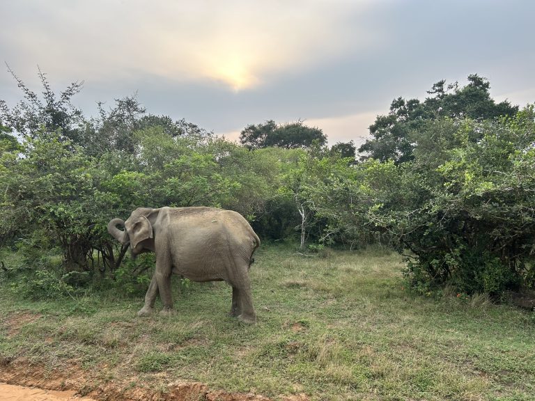 Authentic Sri Lanka: Adventure Highlights