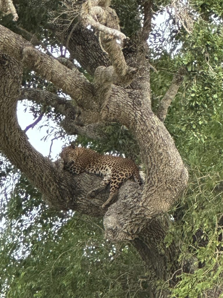 Yala Leopard 2