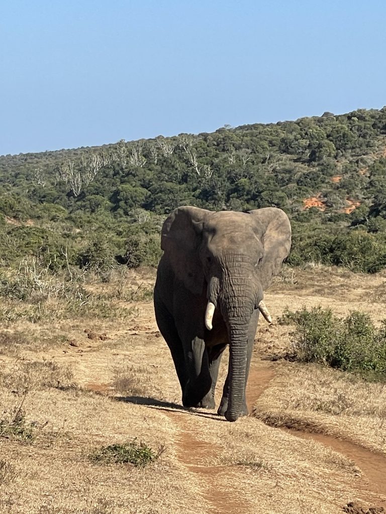 Elephant