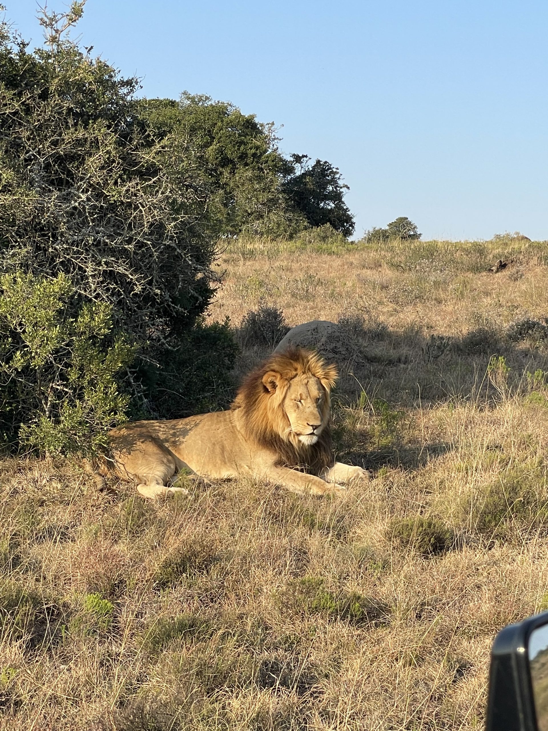 A 10-Day Adventure Along South Africa’s Western Cape: Journey Through Gqeberha, Game Reserves, and Iconic Cape Town