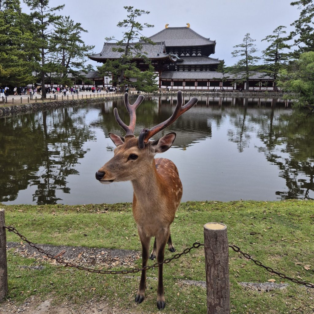 Nara Deer