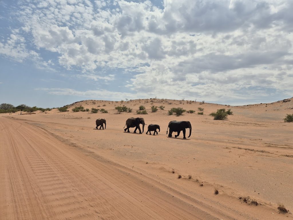 Desert Elephants In Damaraland