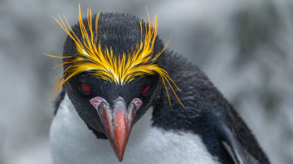 Four Days in South Georgia with HX Expeditions