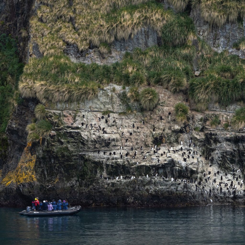 20241230 Southgeorgia Herculesbay