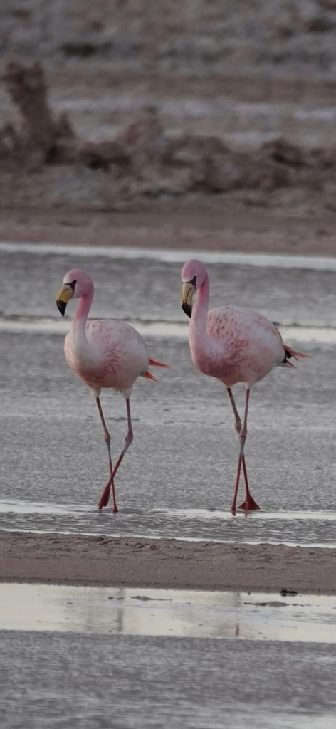 Flamingos