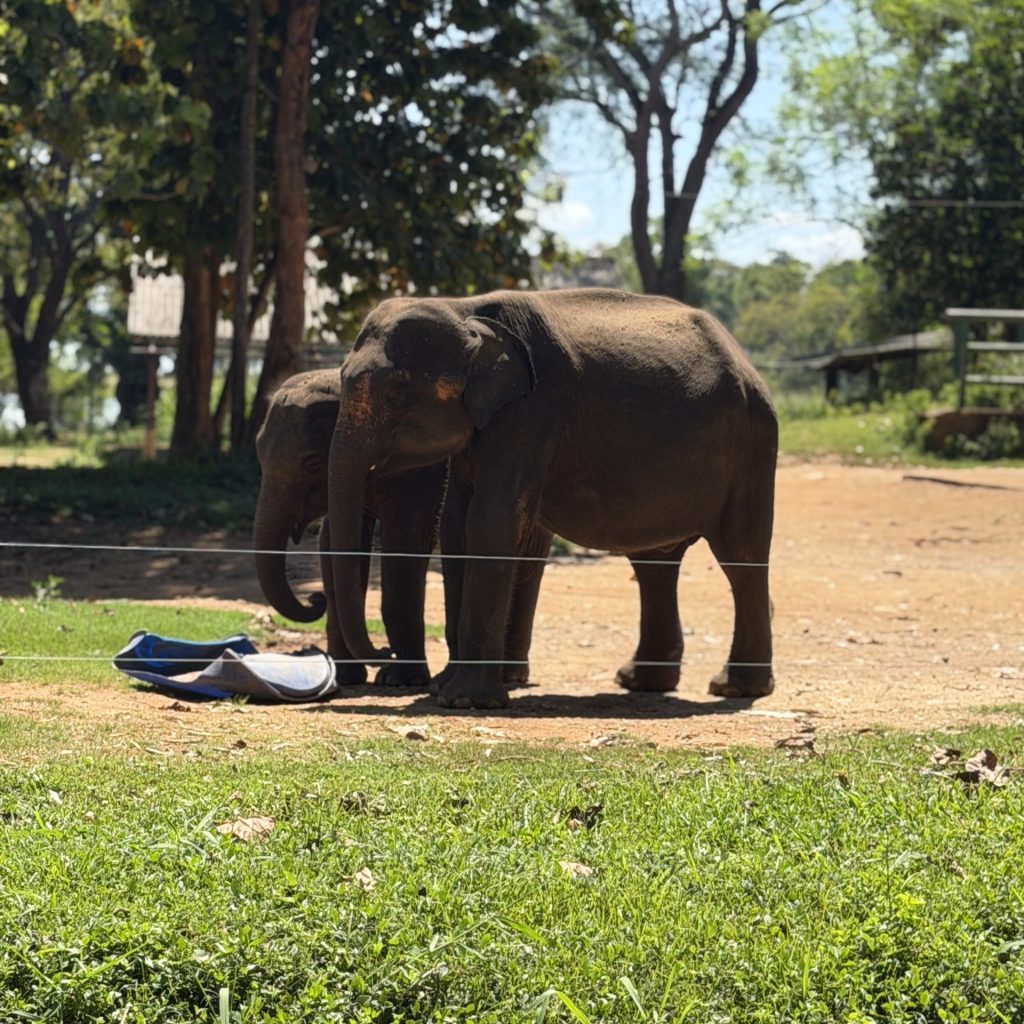 Elephant Transit Centre