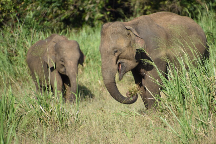 Sri Lankan Elephant in Minneriya & Kaudulla National Park