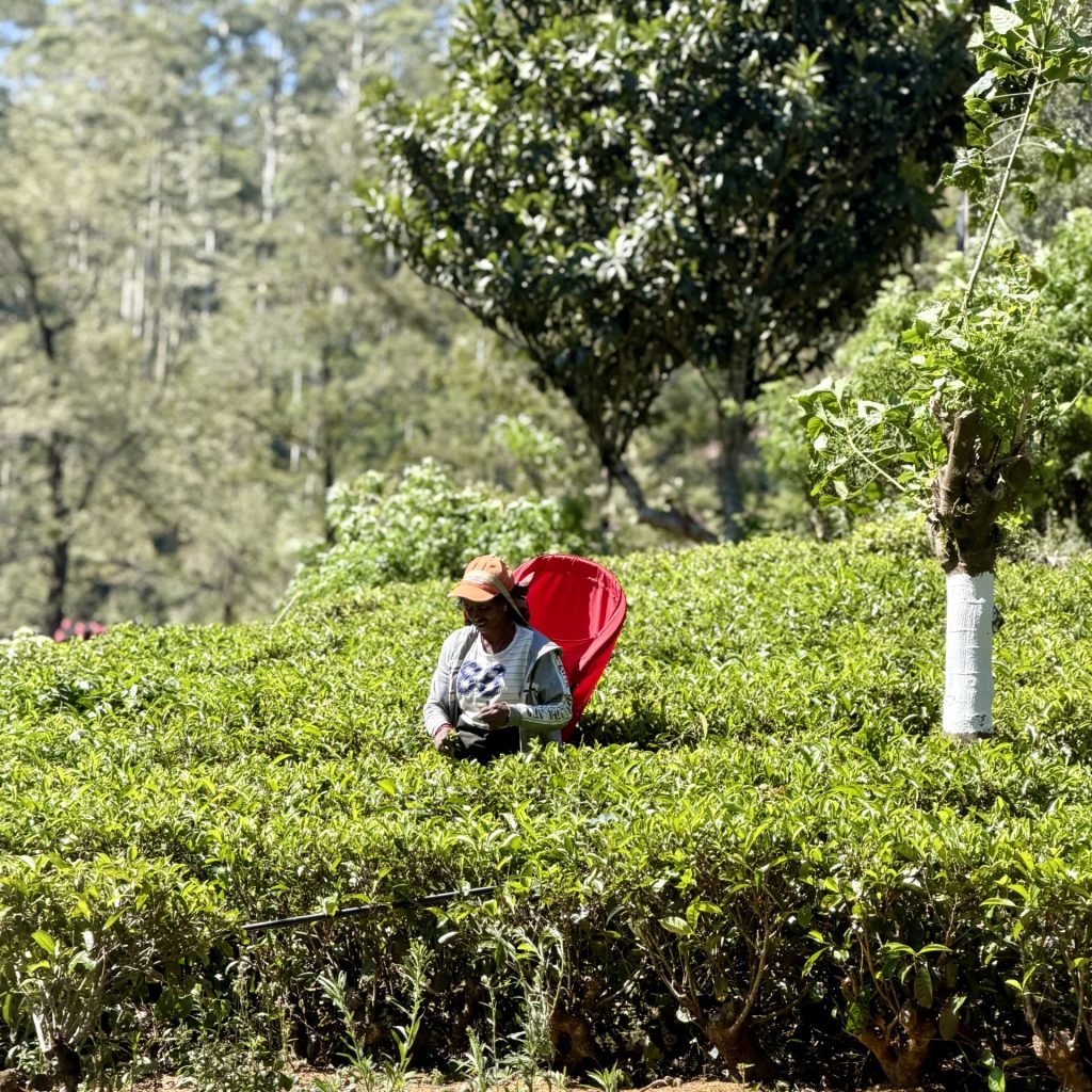 Tea Plantation