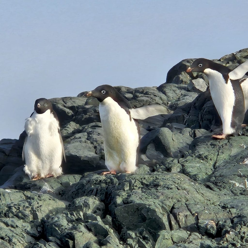 Curious Adelie Penguins