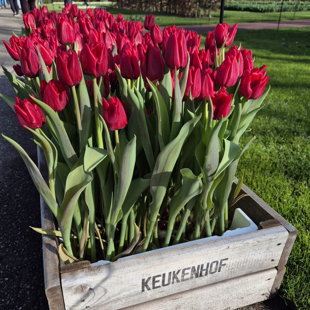Keukenhof