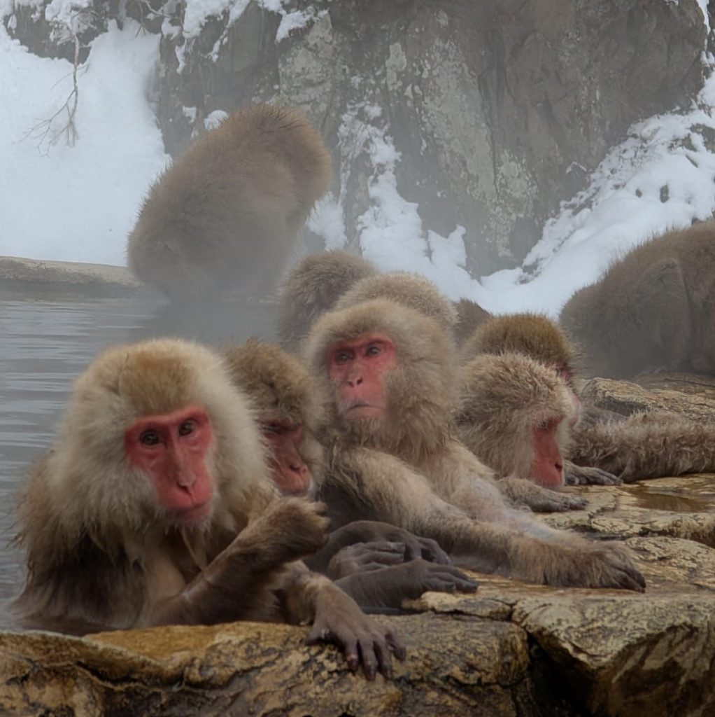 Snow Monkeys bathing in Natural Hot Springs