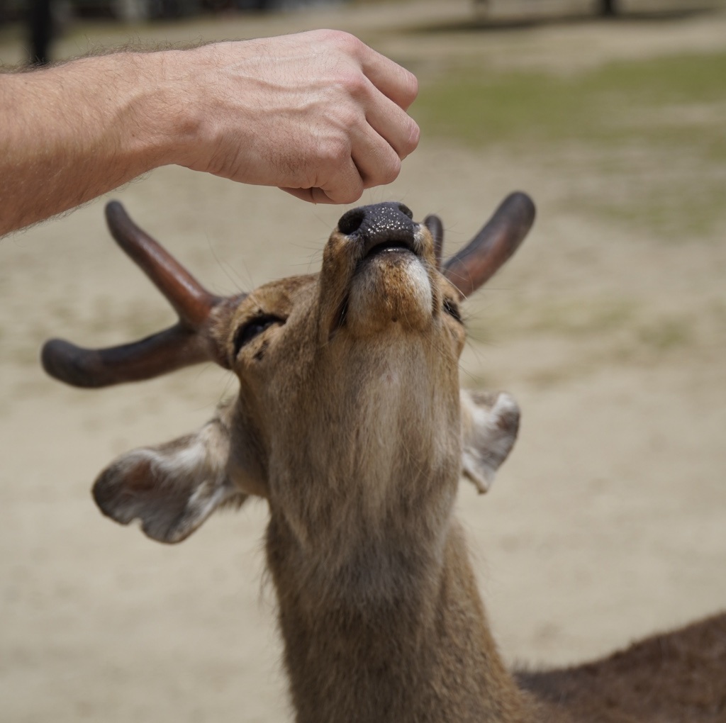 Feeding Deer At Nara Park