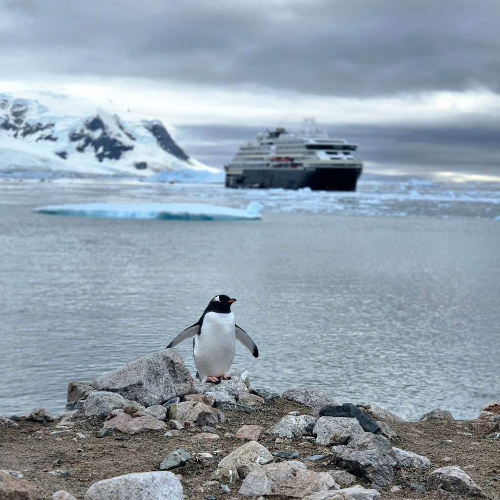 Gentoo Penquin Pondering the Human Visitors
