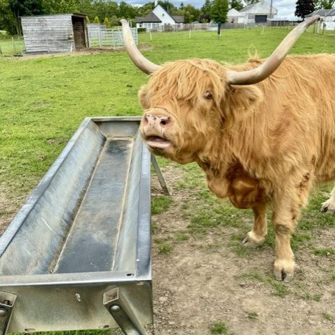 Highland Cow Invergordon