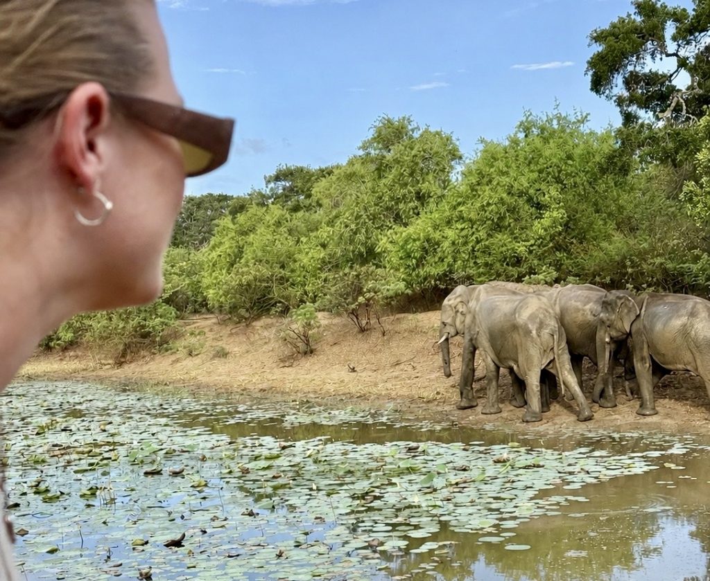 Spotting Elephants in Yala National Park