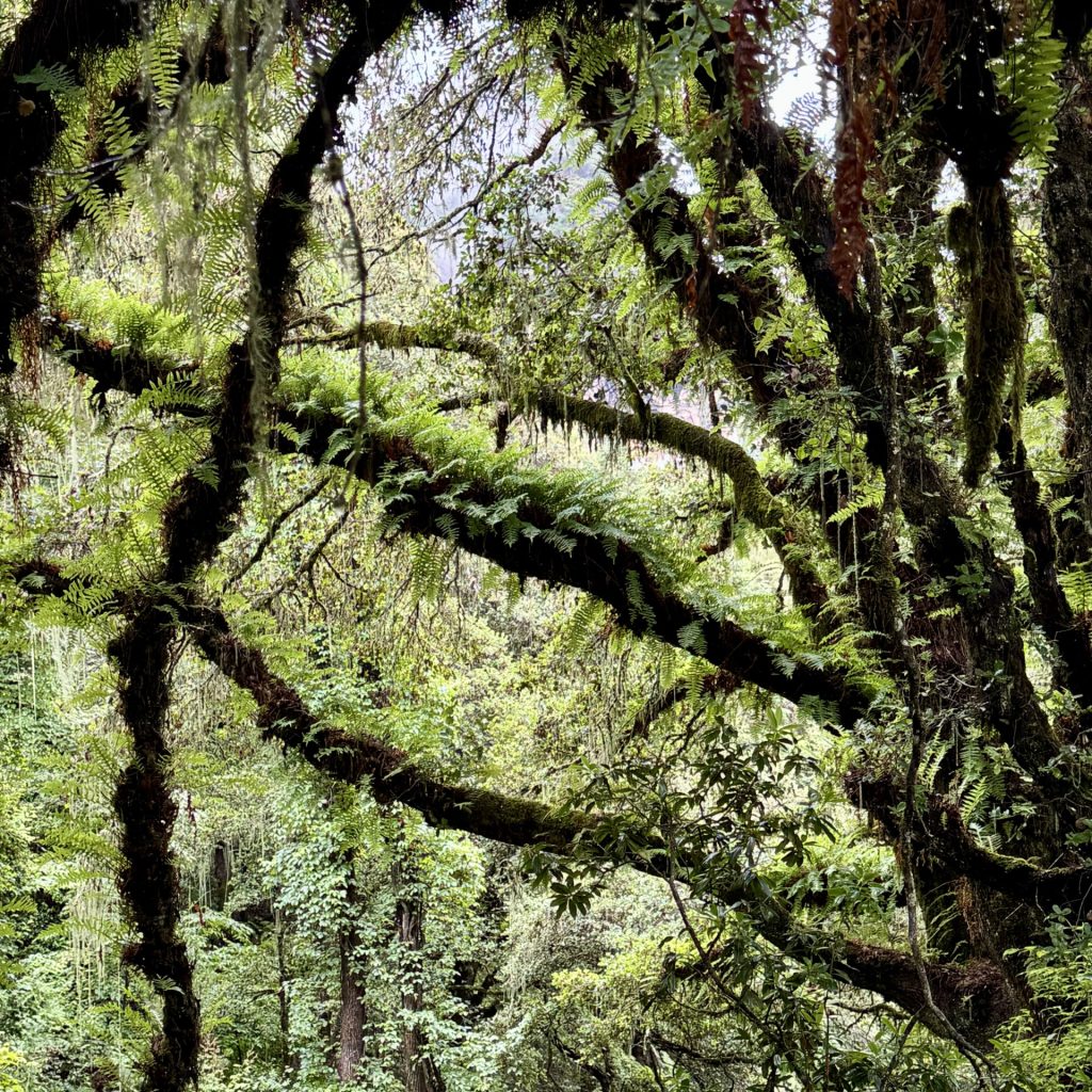 Pristine Forest