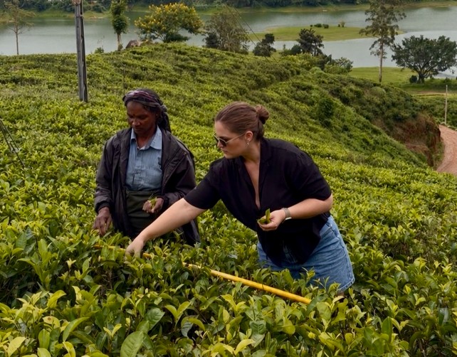 Picking tea leaves in the Ceylon Tea Region