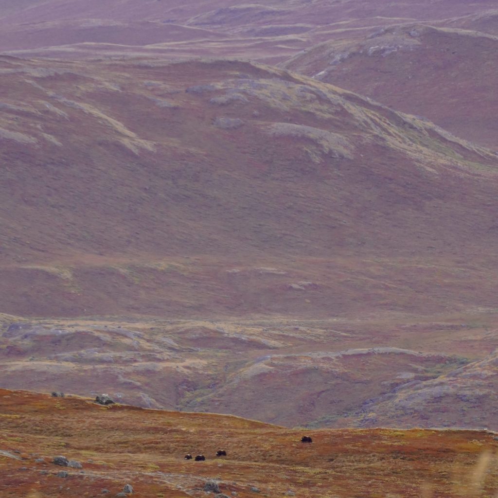 Mus-Ox in the landscape