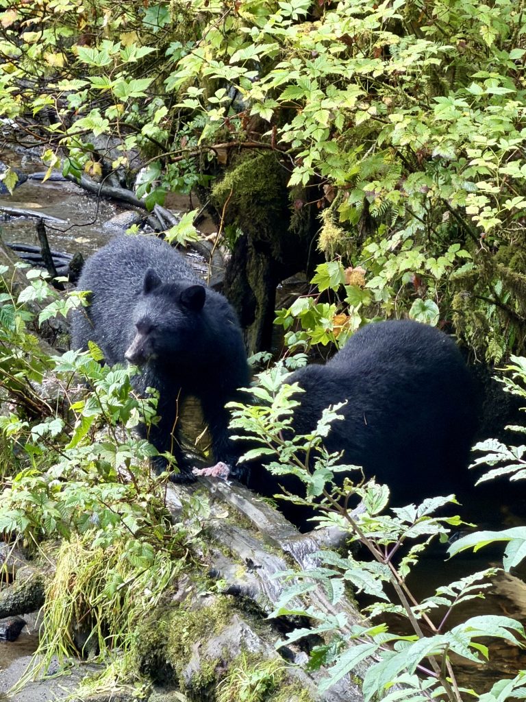 Exploring Alaska with MSC Cruises